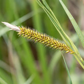 Ufersegge Carex - Carex riparia - Willemse