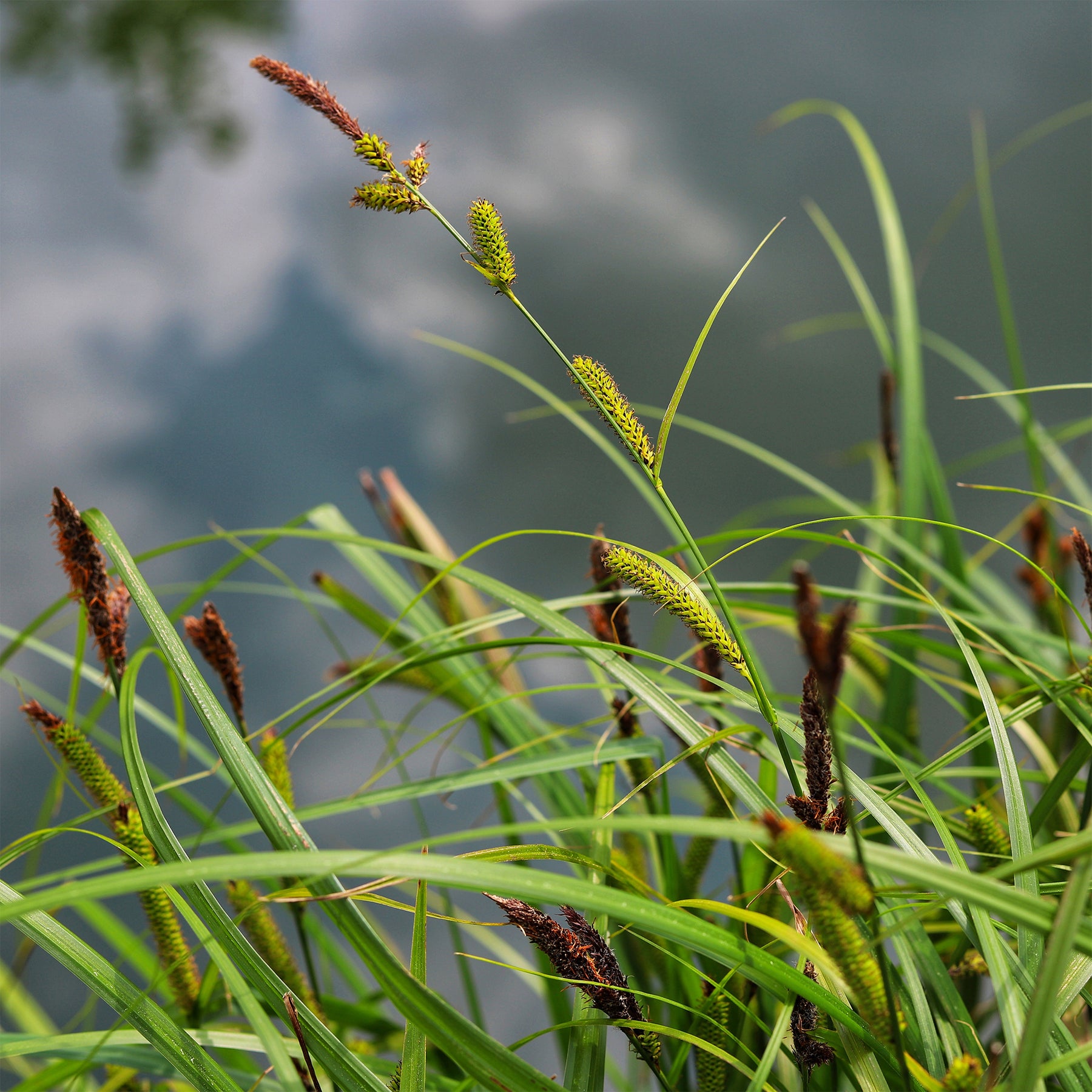Ufersegge Carex - Willemse