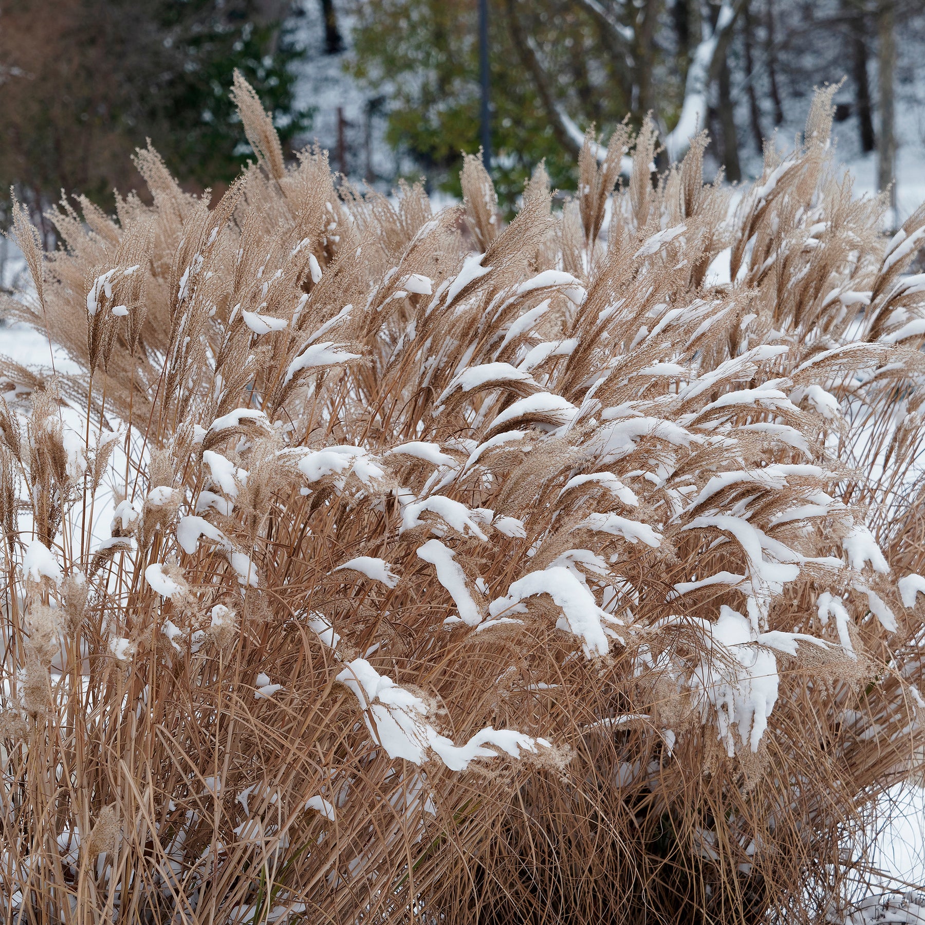Verkauf Chinaschilf Kaskade - Miscanthus sinensis Kaskade