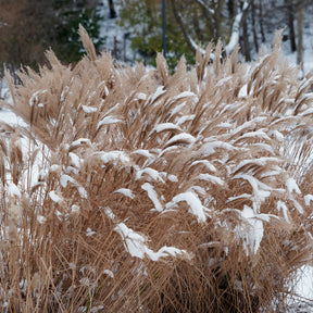 Verkauf Chinaschilf Kaskade - Miscanthus sinensis Kaskade