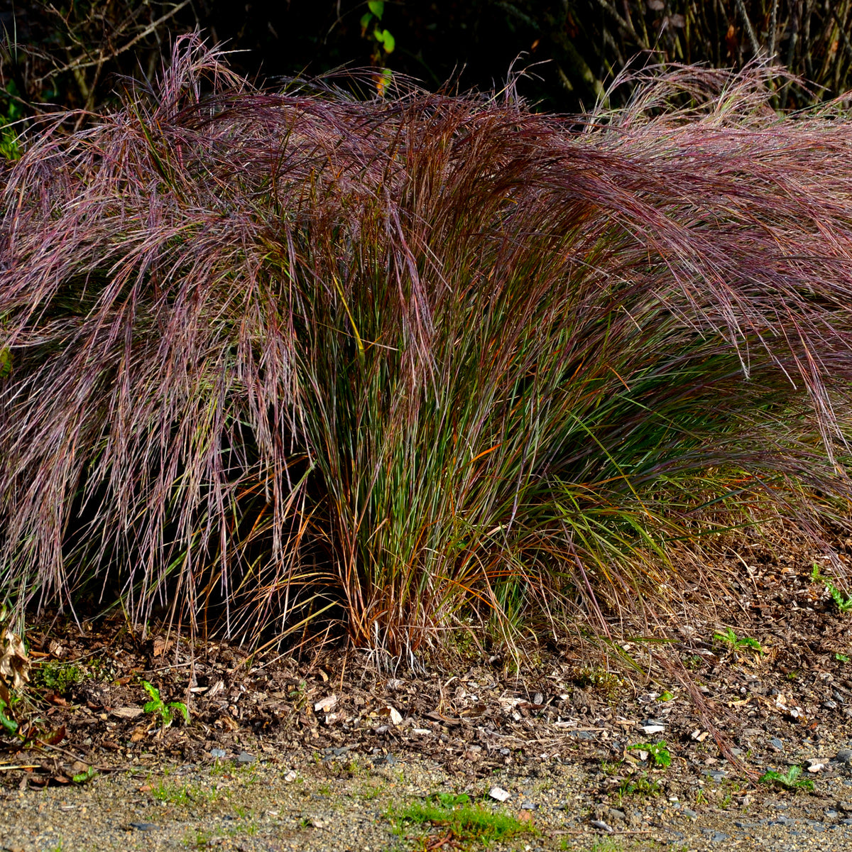 Präriegras Standing Ovation - Schizachyrium scoparium Standing Ovation - Willemse