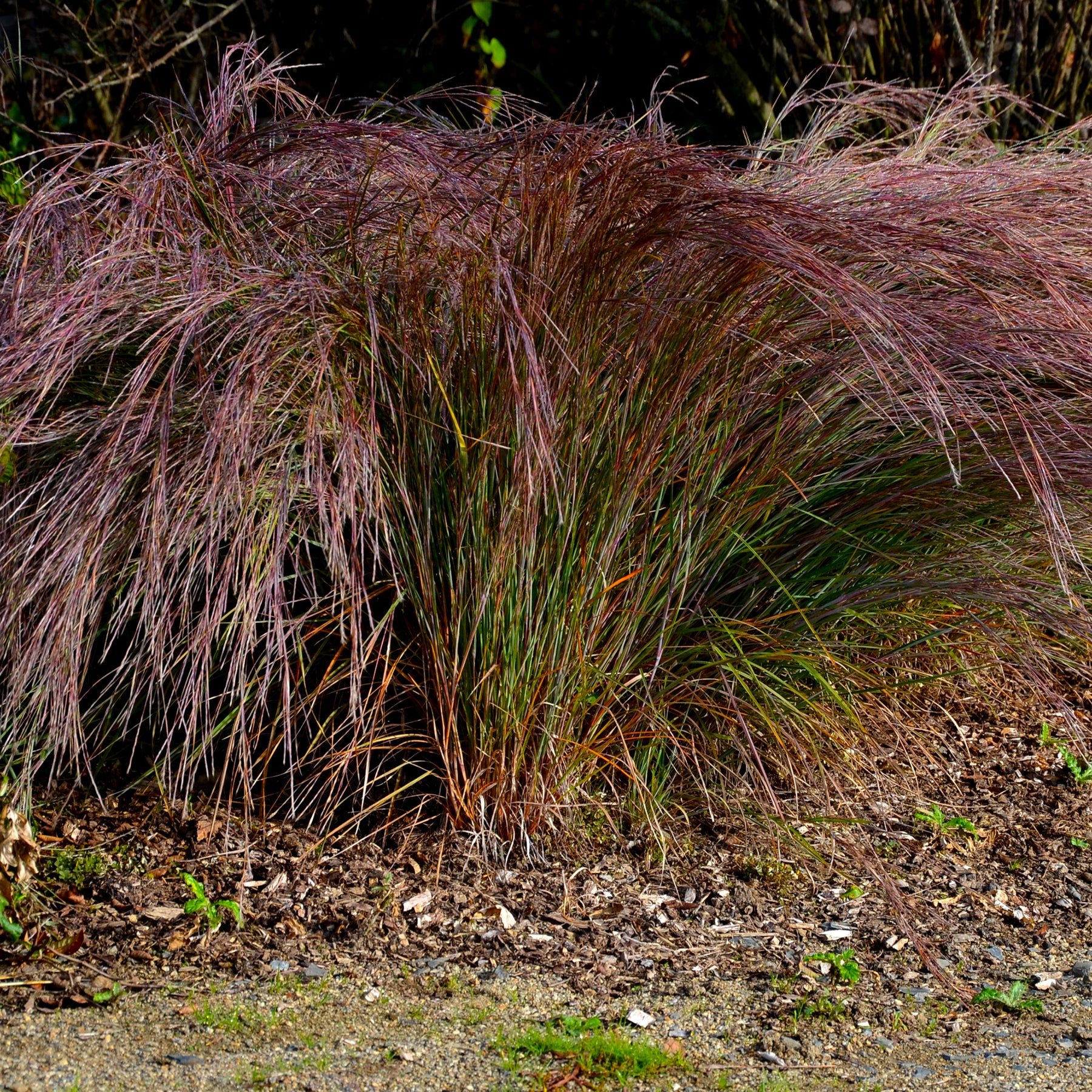 Präriegras Standing Ovation - Schizachyrium scoparium Standing Ovation - Willemse