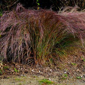 Präriegras Standing Ovation - Schizachyrium scoparium Standing Ovation - Willemse
