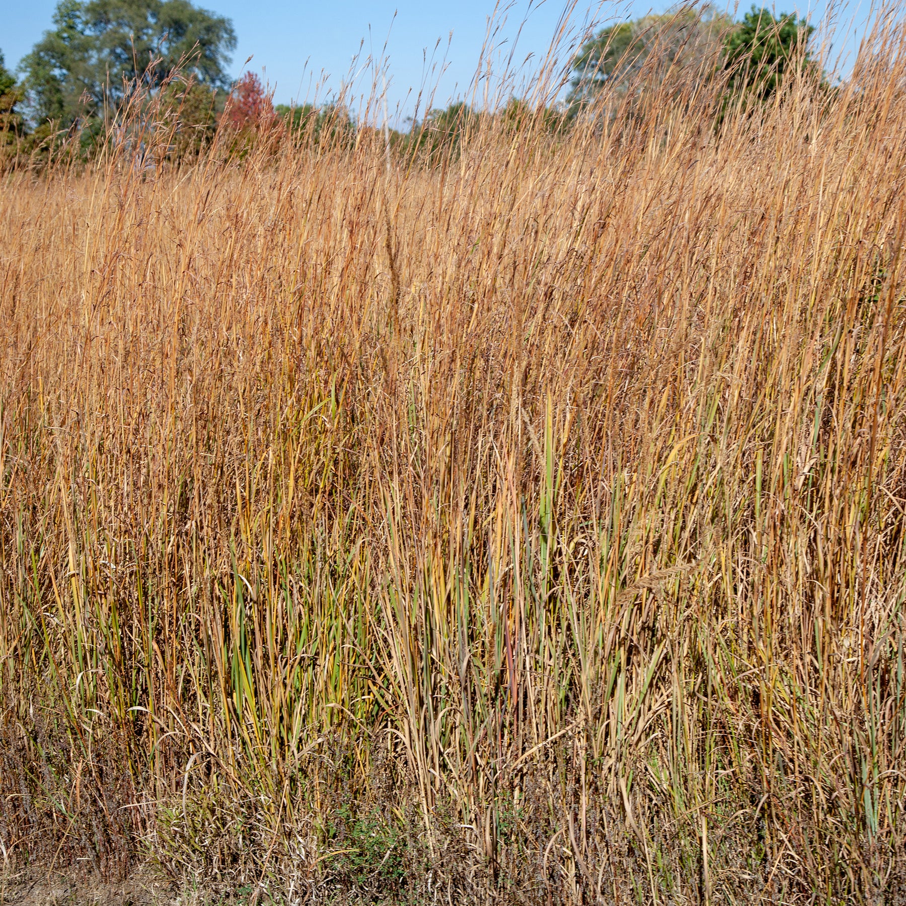 Präriegras Wildwest - Schizachyrium scoparium Wildwest - Willemse