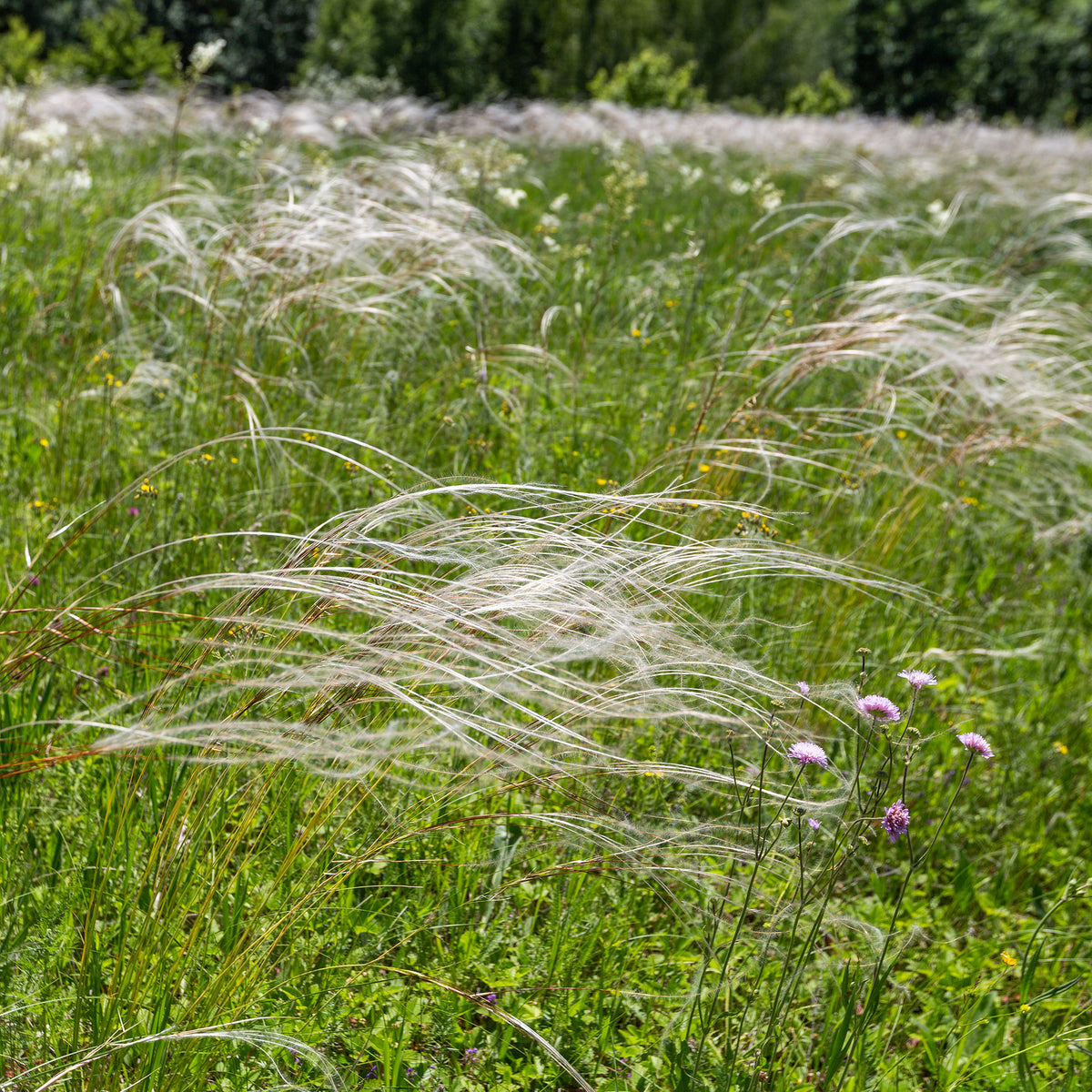 Pracht-Federgras - Willemse