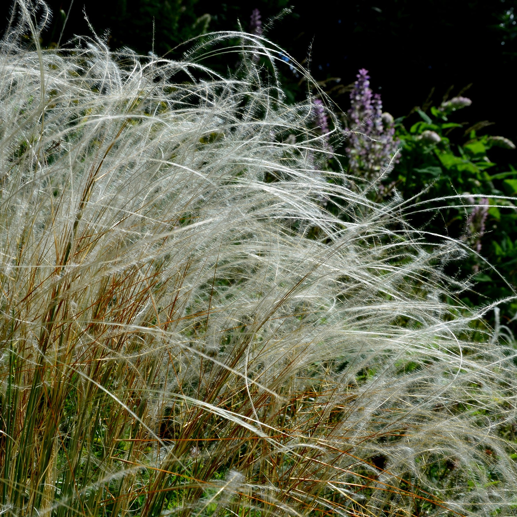Pracht-Federgras - Stipa pulcherrima - Willemse