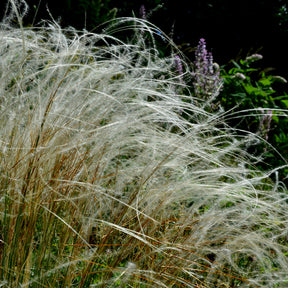 Pracht-Federgras - Stipa pulcherrima - Willemse