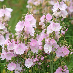 Schmuckmalve Little Princess - Willemse