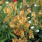 Königskerze Honey Dijon