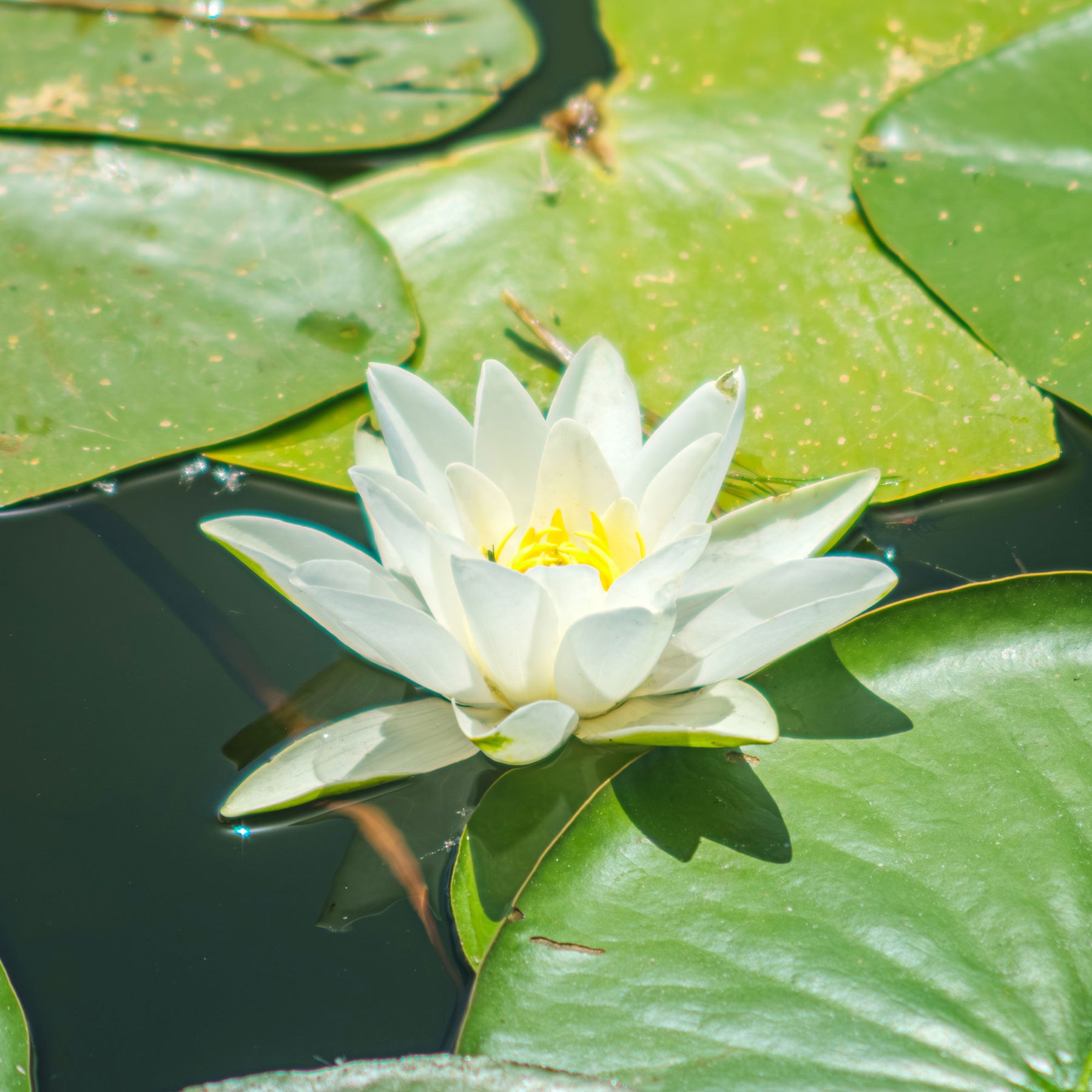 Seerose Gladstoniana - Nymphaea gladstoniana - Willemse