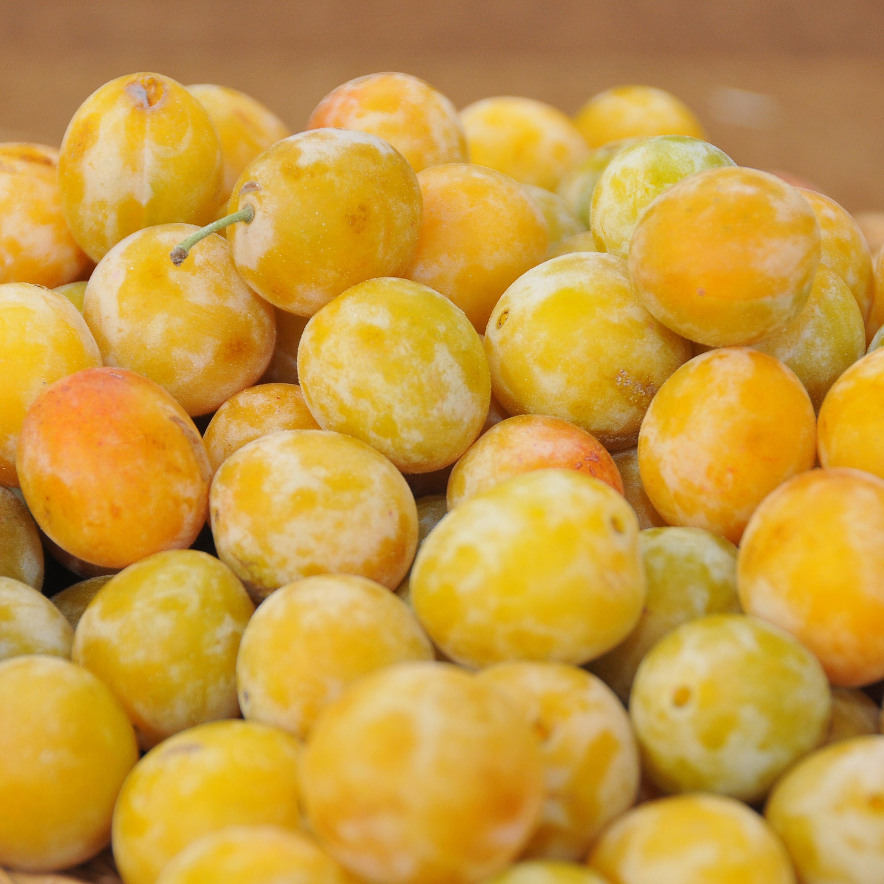 Pflaumenbaum Reine-Claude d'Oullins - Willemse