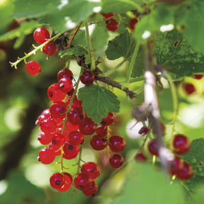 Johannisbeere Rovada - Ribes rubrum rovada - Willemse