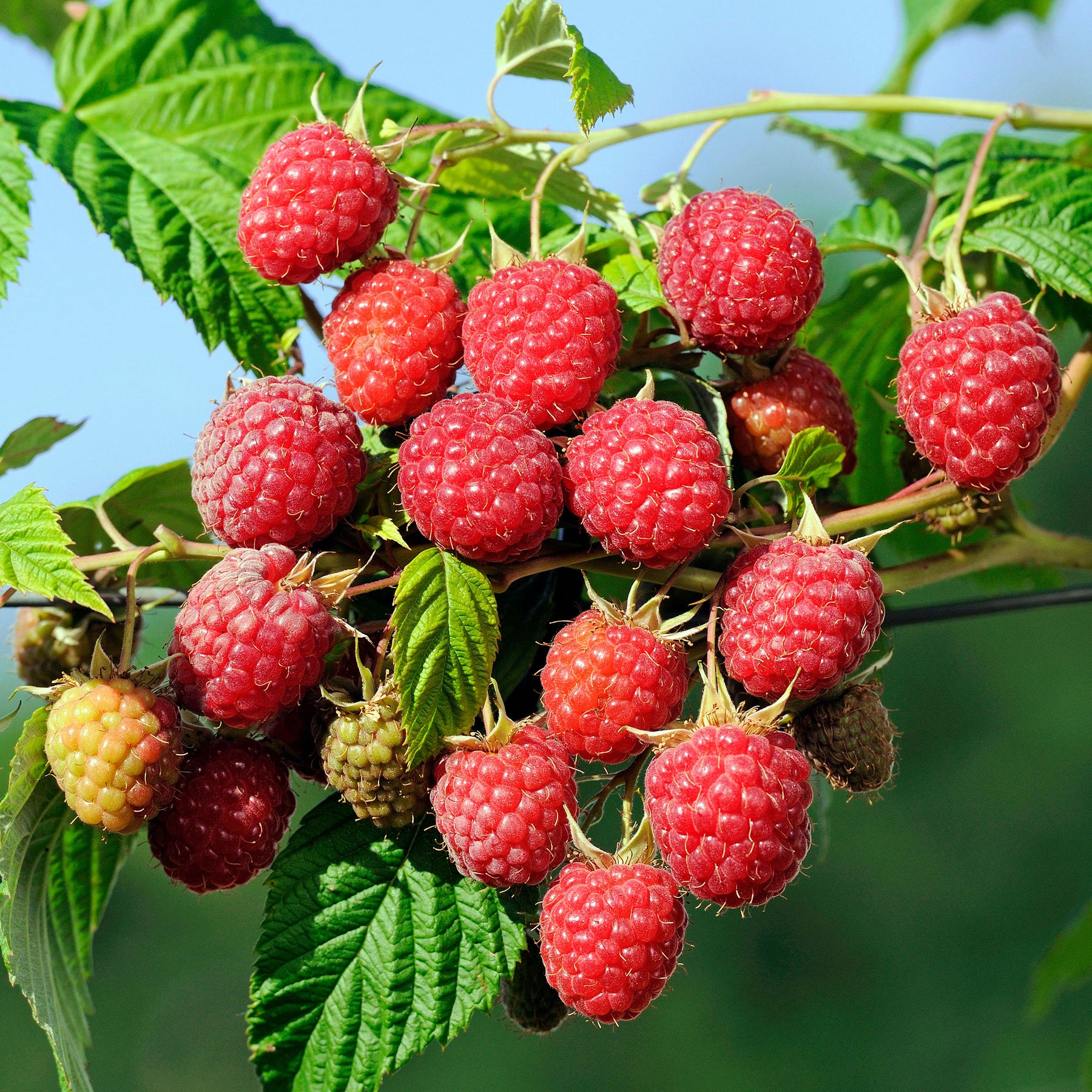 Herbst-Himbeere Autumn First - Willemse