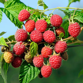 Herbst-Himbeere Autumn First - Willemse