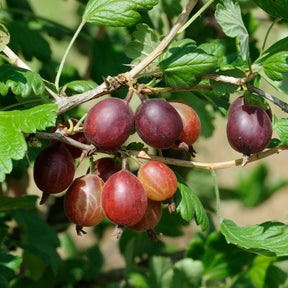 Stachelbeere Captivator - Willemse