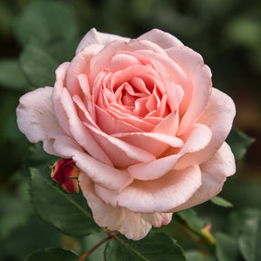 Rosen mit großen Blüten - Rose ‘Clair’™ Renaissance® - Rosa clair™renaissance ®