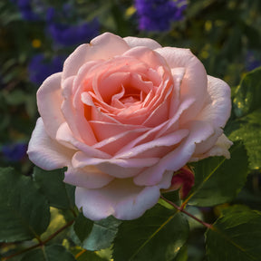 Rose ‘Clair’™ Renaissance® - Willemse
