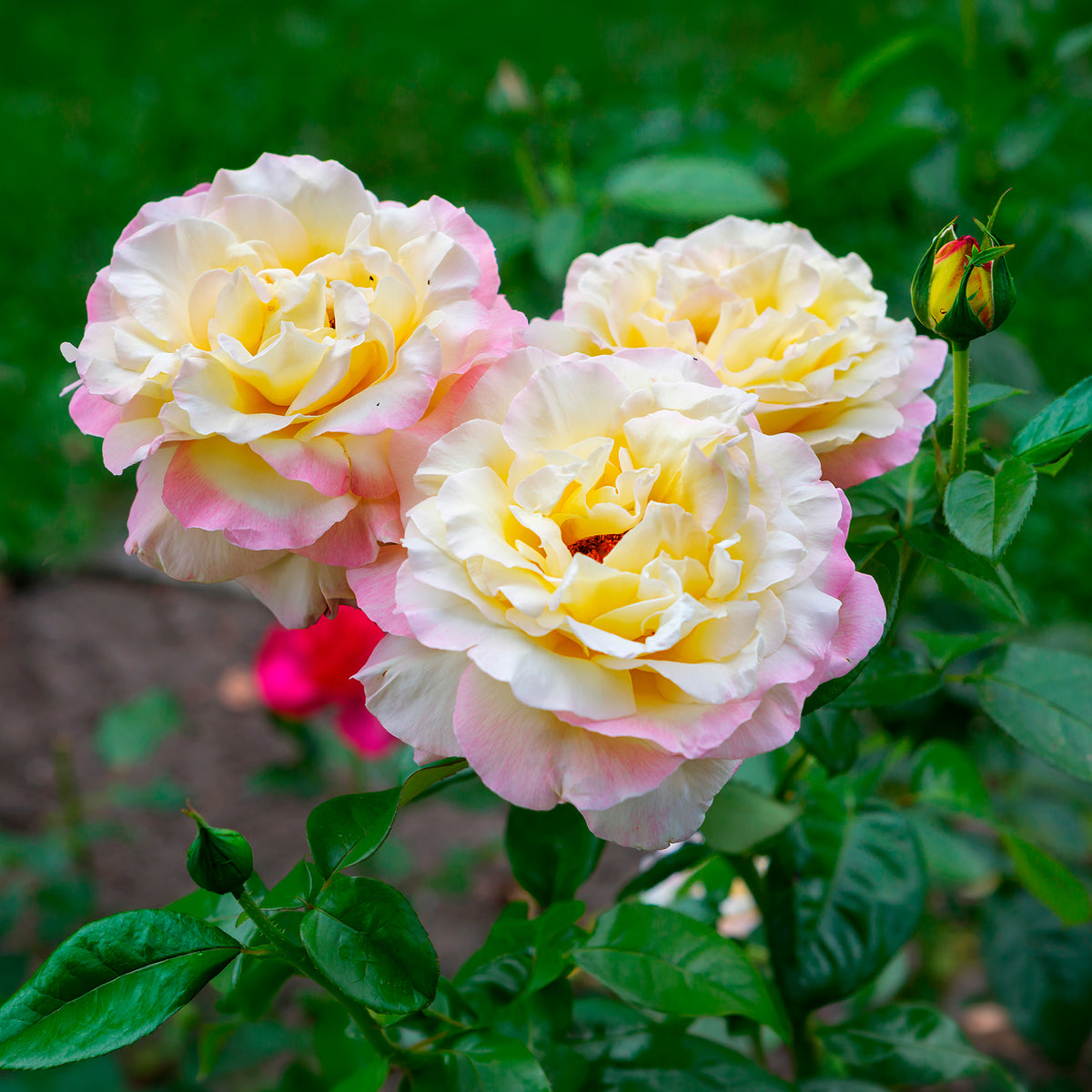 Rosenstrauch Mme A. Meilland - Rosa mme a. meilland - Willemse