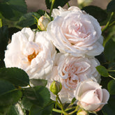Aspirin Rose ® - Rosa Aspirin Rose ® - Willemse
