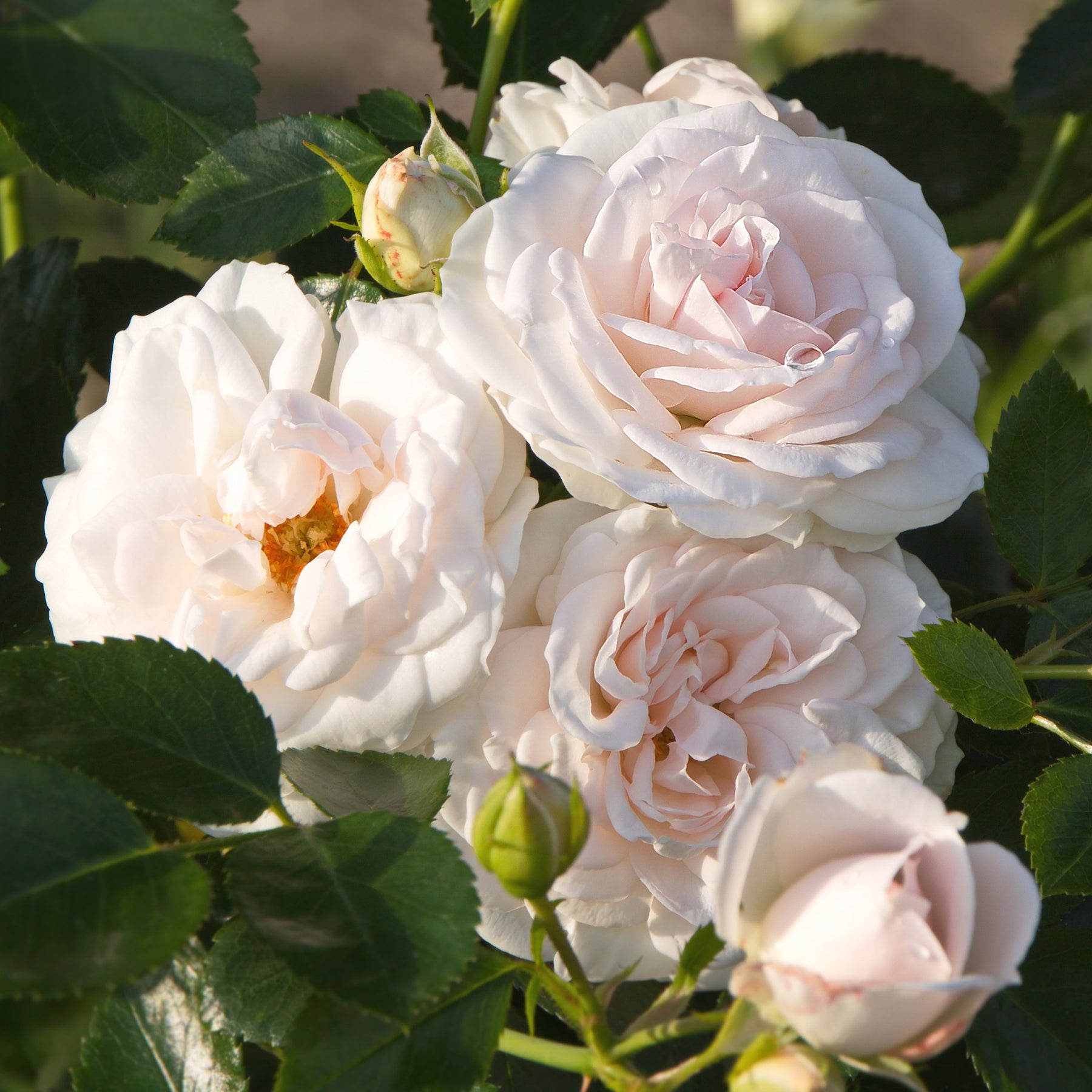 Aspirin Rose ® - Rosa Aspirin Rose ® - Willemse