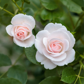 Aspirin Rose ® - Willemse