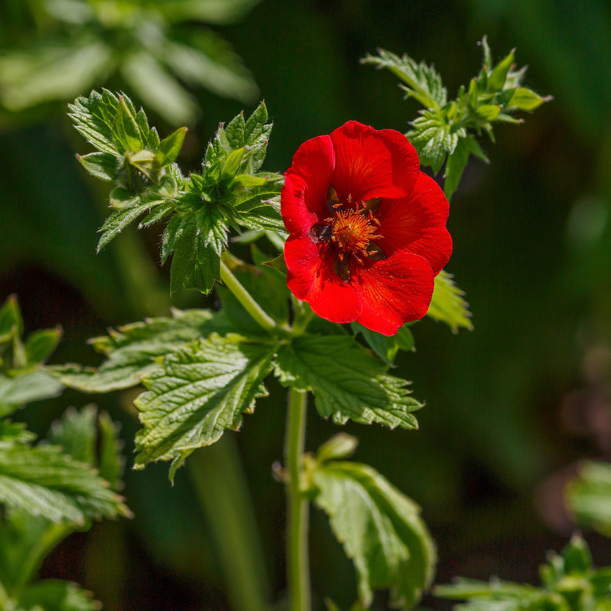 Blutrotes Fingerkraut - Potentilla atrosanguinea - Willemse