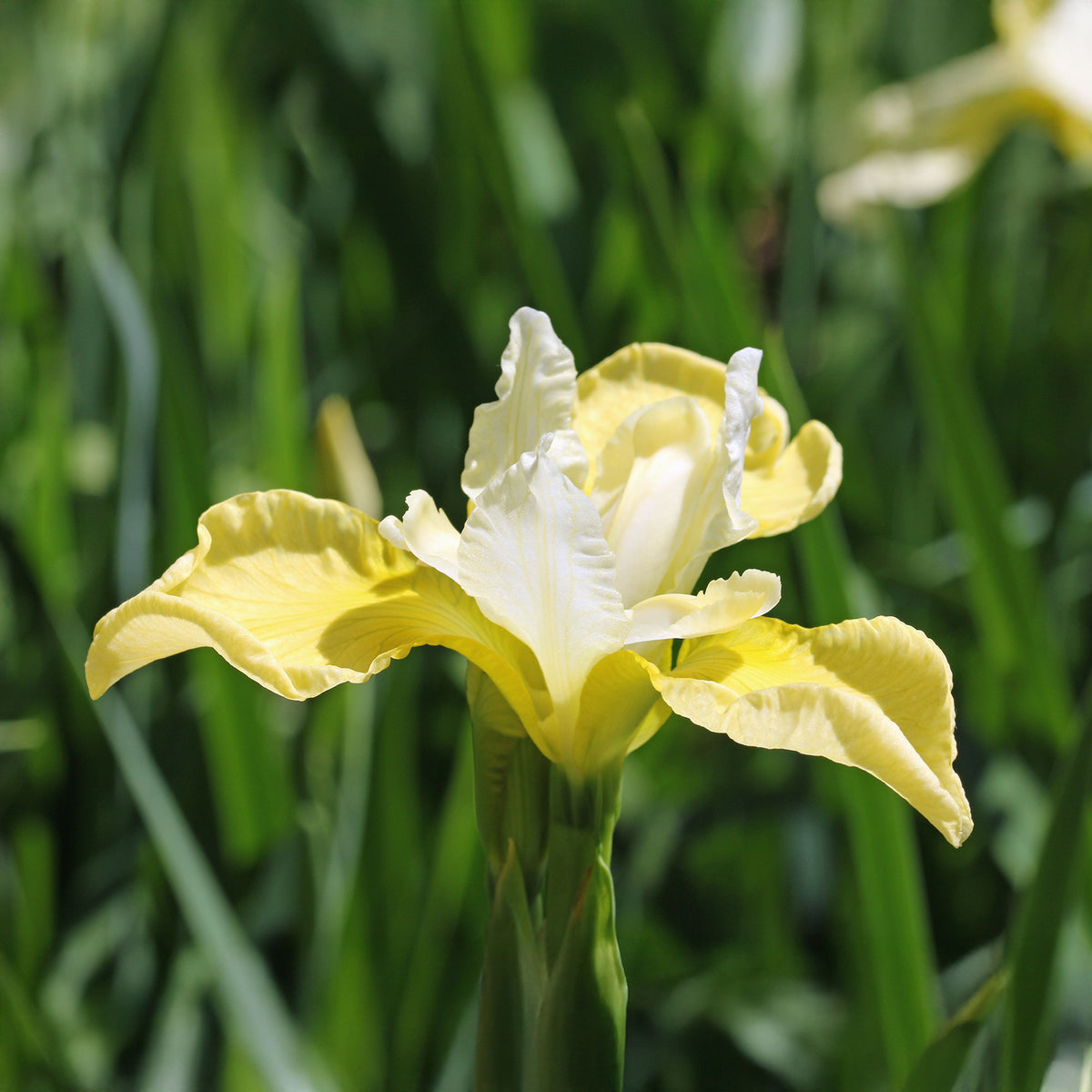 Iris sibirica 'butter and sugar' - Sibirische Schwertlilie Butter and Sugar - Iris sibirica - Sibirische Schwertlilie