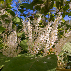 Virginische Scheineller ‘Henry’s Garnet’ - Itea virginica Henry's Garnet - Willemse