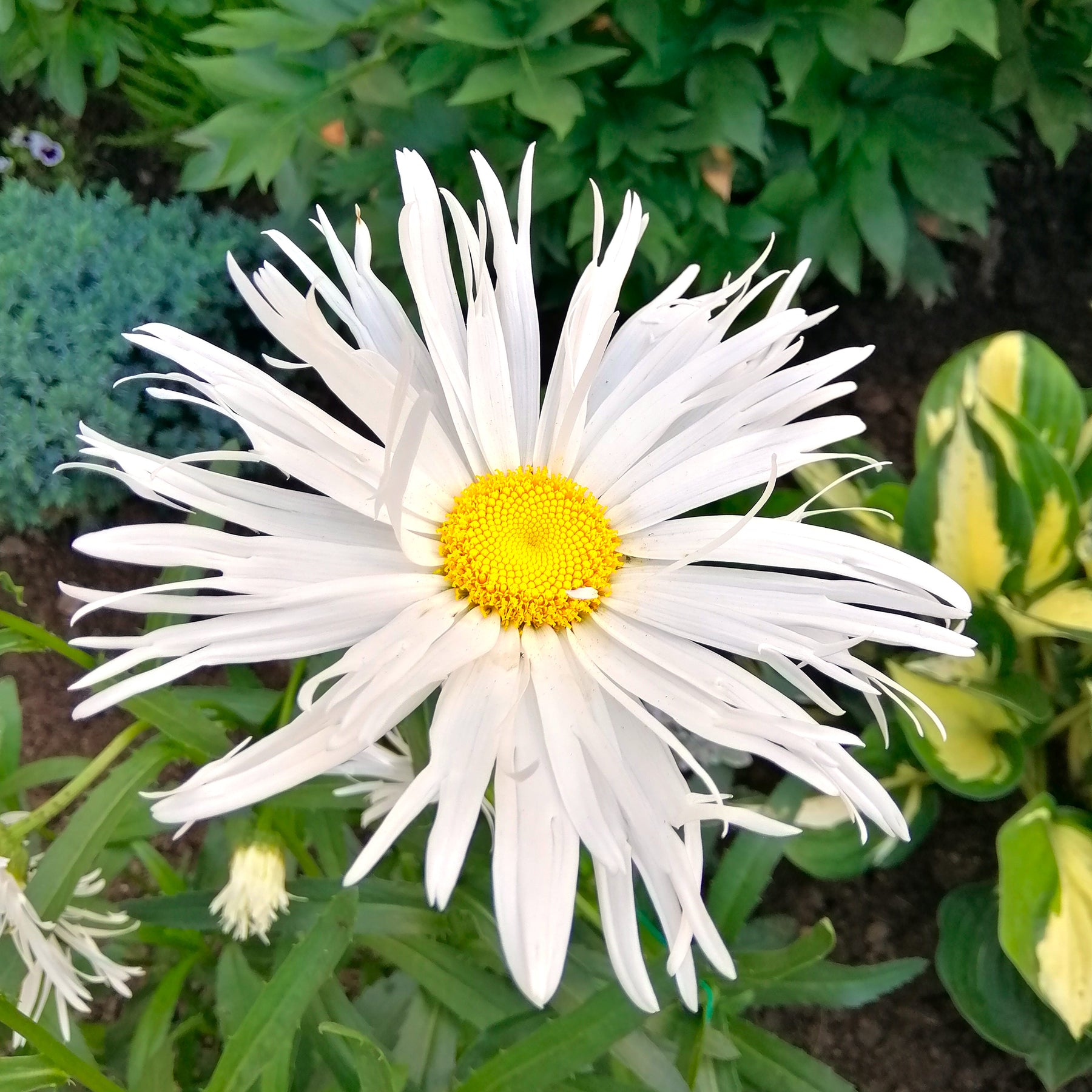 Sommermargeriten ‘Old Court’ (x3) - Willemse