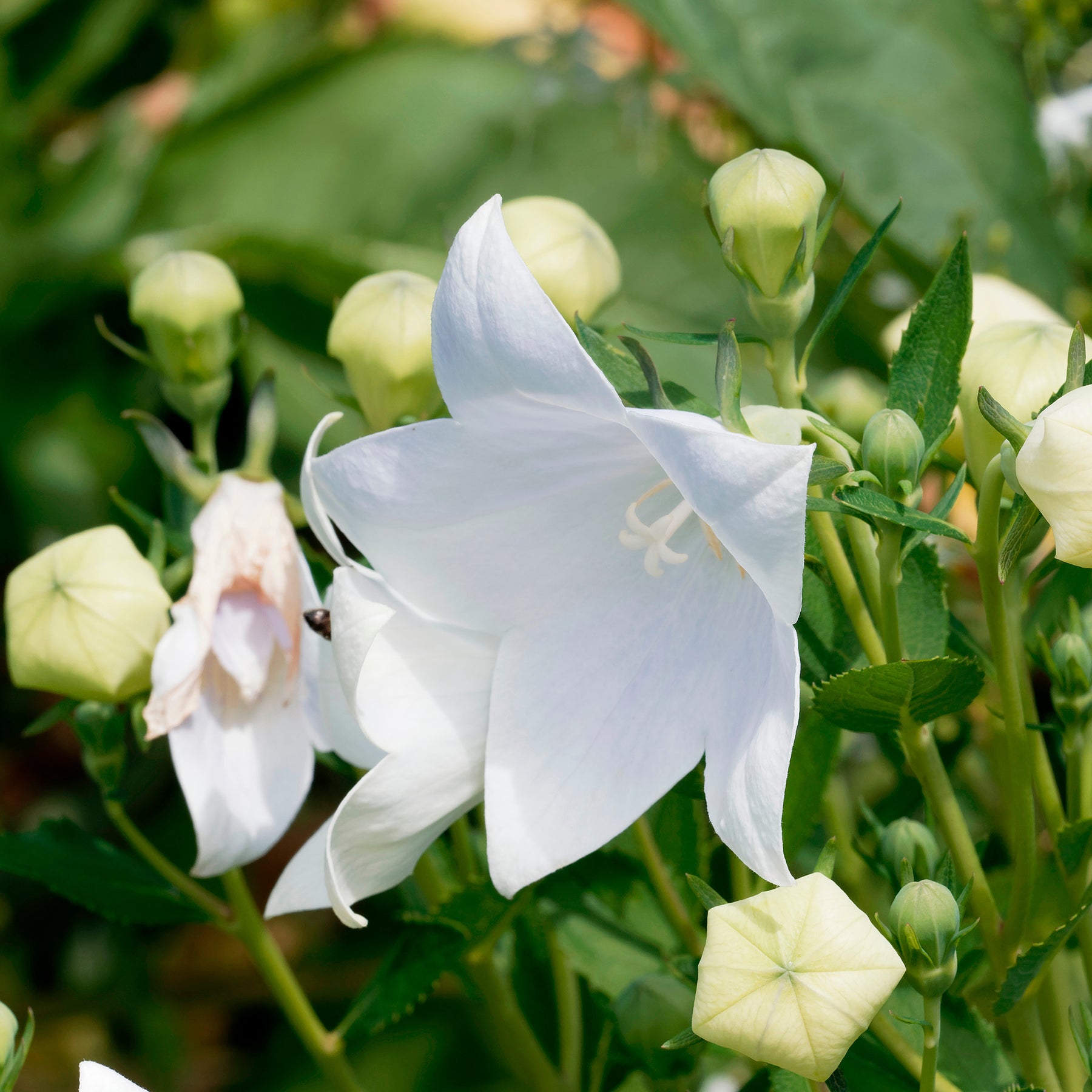 Ballonblume 'Albus' - Willemse