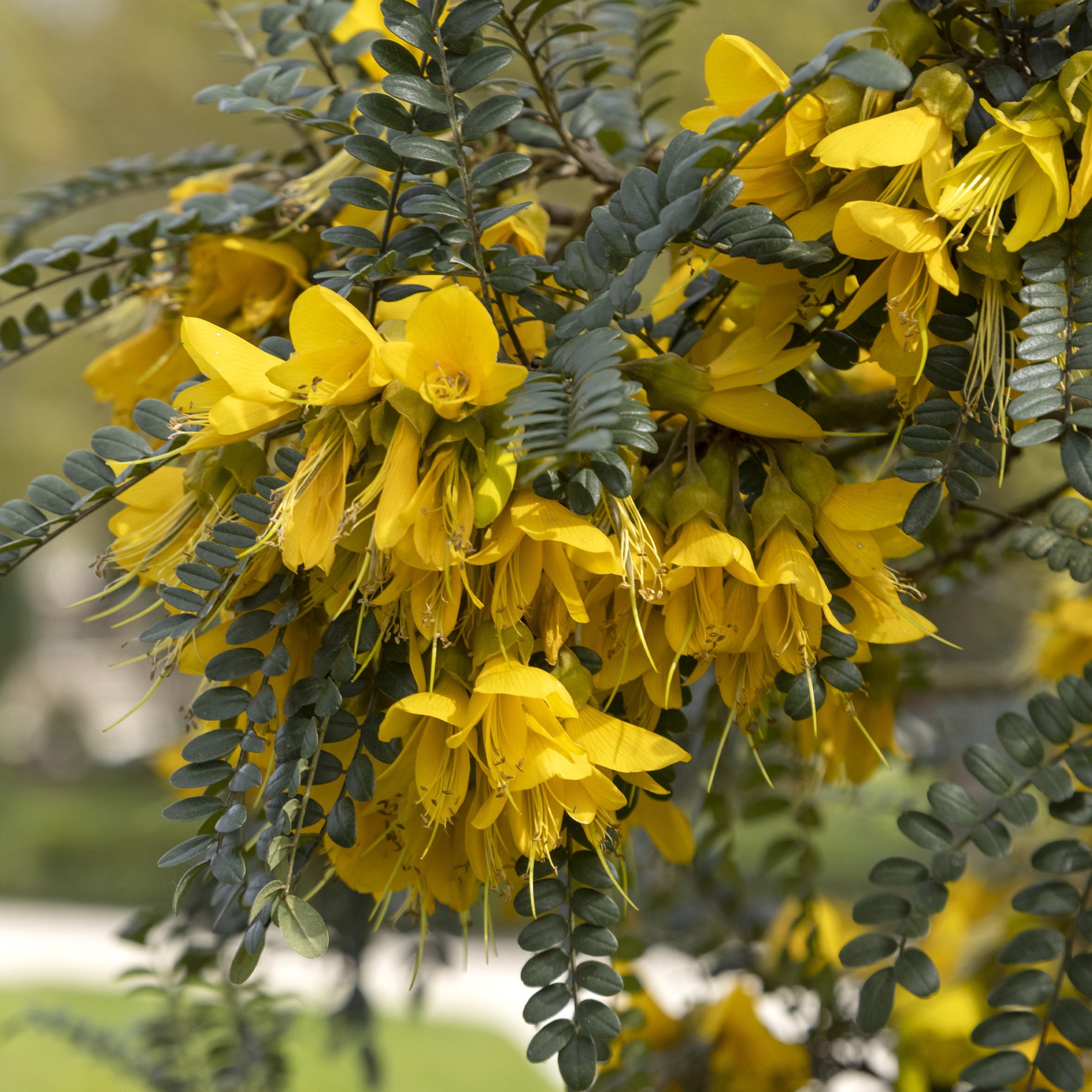Kleinblättrige Sophora ‘Sun King’ - Willemse