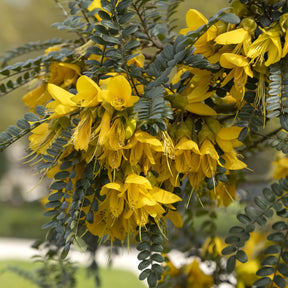Kleinblättrige Sophora ‘Sun King’ - Willemse