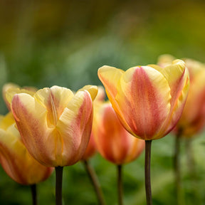 Triumph-Tulpen Apricot Foxx - Willemse
