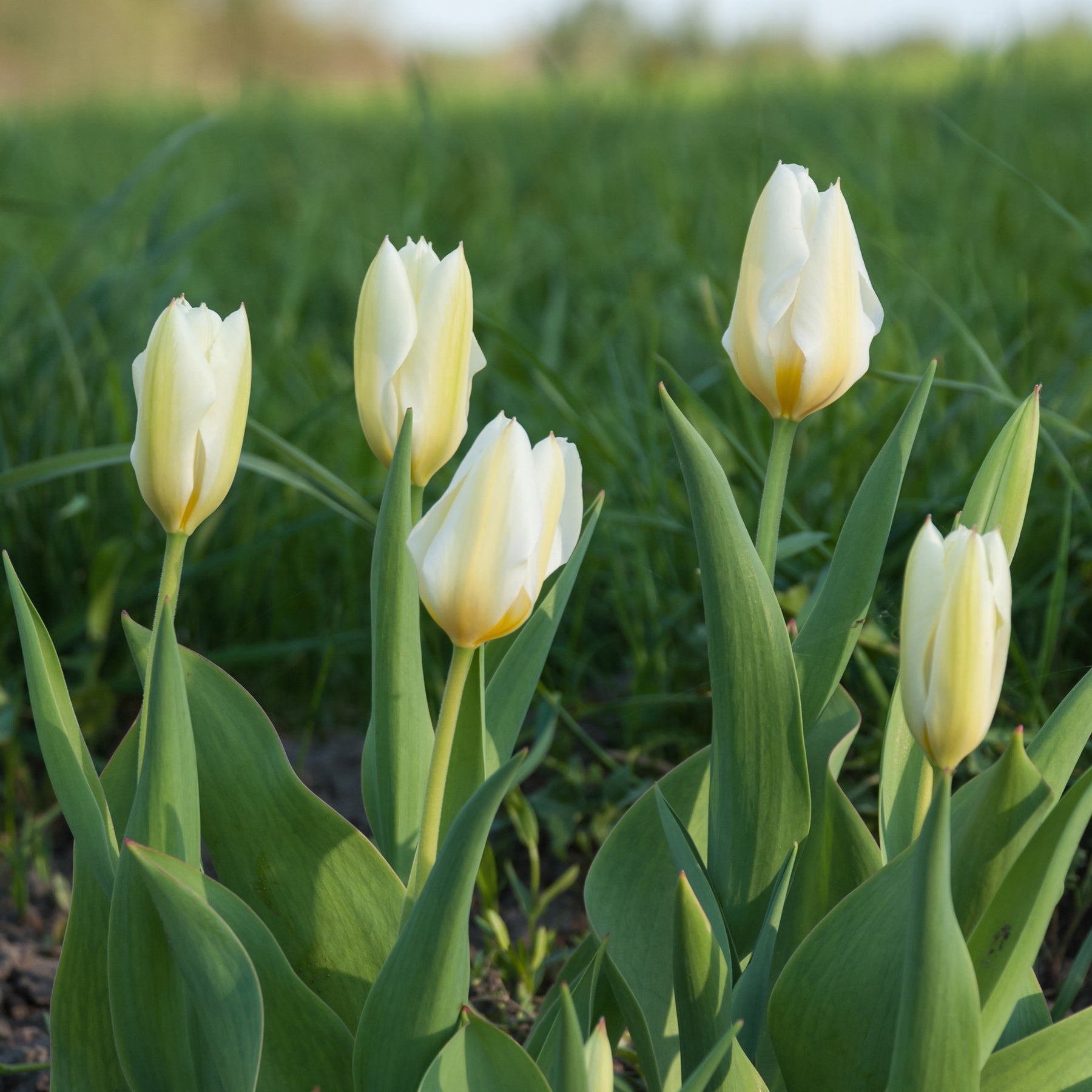 Fosteriana-Tulpen Purissima - Tulpen-Zwiebeln - Willemse