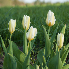 Fosteriana-Tulpen Purissima - Tulpen-Zwiebeln - Willemse