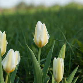 Fosteriana-Tulpen Purissima - Tulipa purissima - Willemse