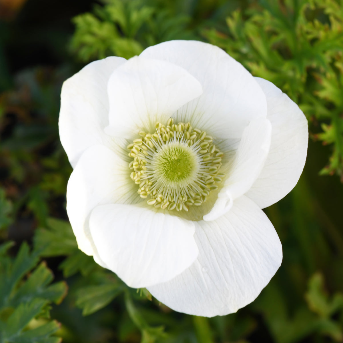 Kronen-Anemonen ‘The Bride’