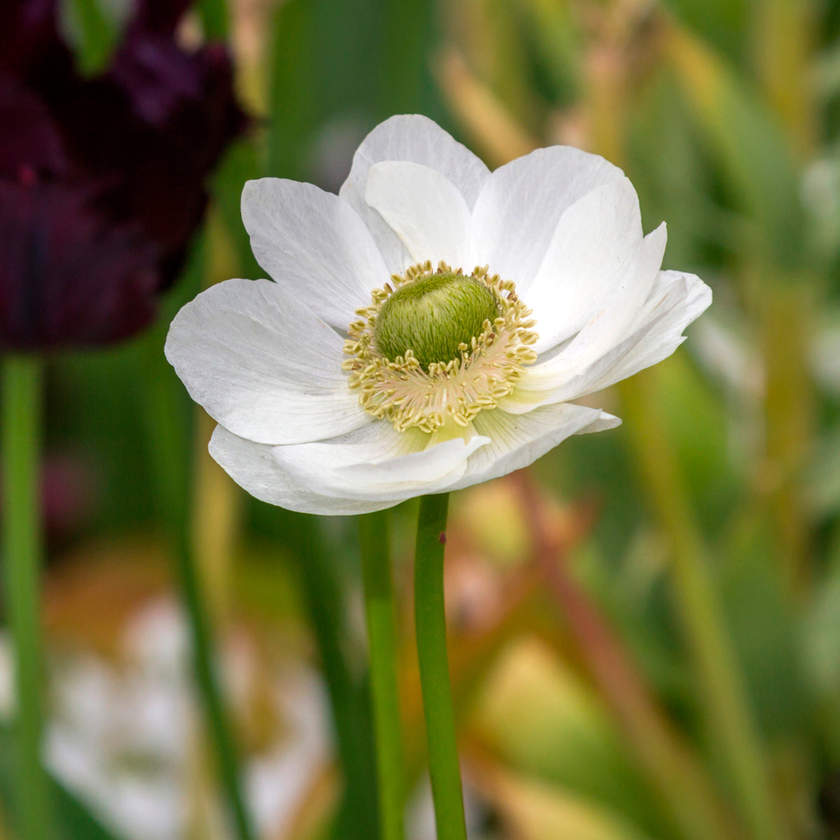 Kronen-Anemonen ‘The Bride’