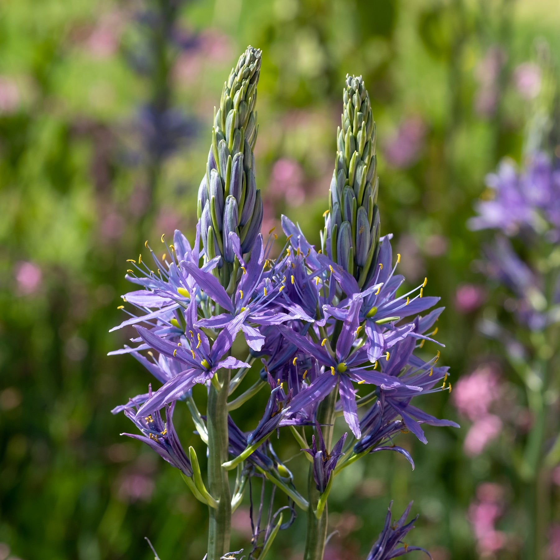 Camassia leichtlinii suksdorfii blau (x3) - Camassia leichtlinii suksdorfii - Willemse
