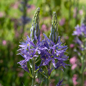 Camassia leichtlinii suksdorfii blau (x3) - Camassia leichtlinii suksdorfii - Willemse