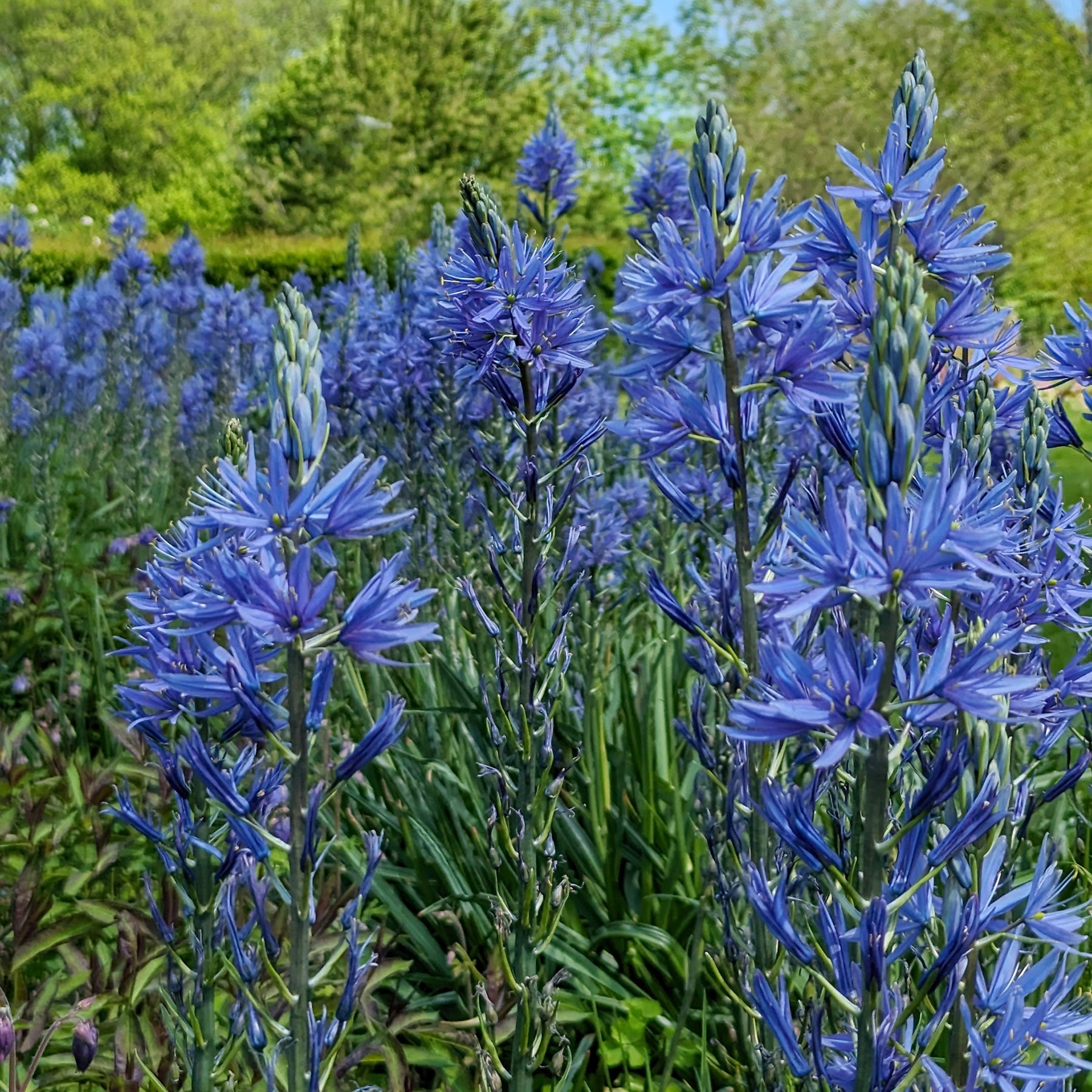 Verkauf Camassia leichtlinii suksdorfii blau (x3) - Camassia leichtlinii suksdorfii