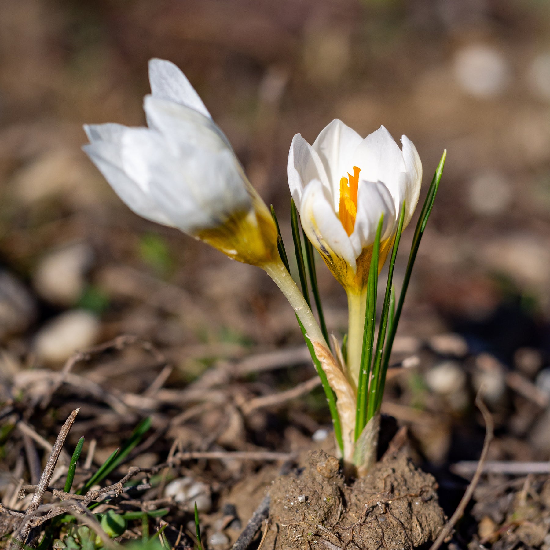 Krokus-Zwiebeln - Krokusse Ard Schenk - Crocus Ard Schenk
