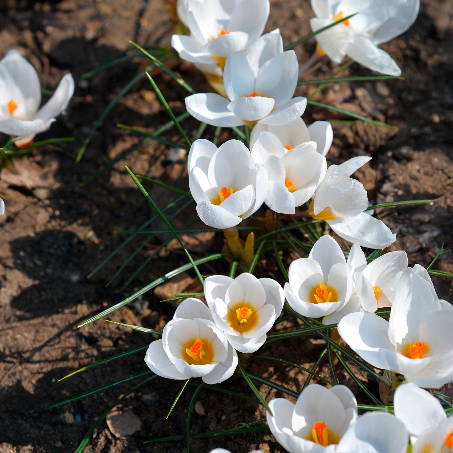 Verkauf Krokusse Ard Schenk - Crocus Ard Schenk
