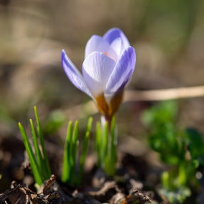 Krokus-Zwiebeln - Krokusse Blue Pearl - Crocus biflorus 'Blue Pearl'
