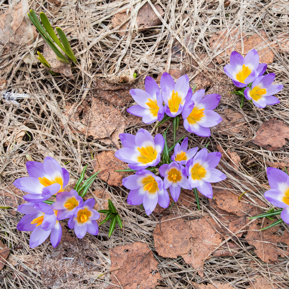 Krokusse Sublime Tricolor - Willemse