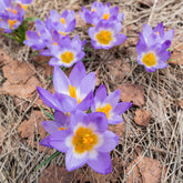 Krokusse Sublime Tricolor - Crocus nivalis 'tricolor' - Willemse