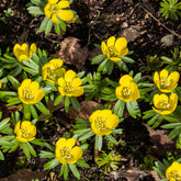 Winterling (x10) - Eranthis hyemalis - Willemse