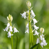 Spanisches Hasenglöckchen weiß (x10) - Hyacinthoides 'hispanica white' - Willemse