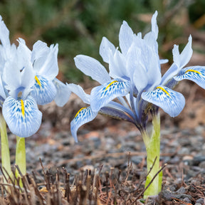 Iris reticulata katharina hodgkin - Netziris 'Katherine Hodgkin' (x10) - Iris-Zwiebeln