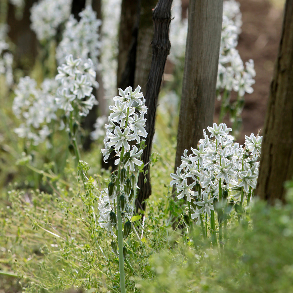 Ornithogalum Saundersiae - Ornithogalum Saundersiae - Willemse